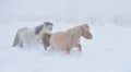 Yakut horses in Oymyakon Royalty Free Stock Photo